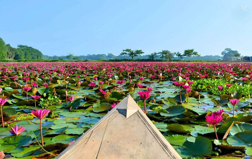 শাপলা গ্রাম, বরিশাল - কুহুডাক