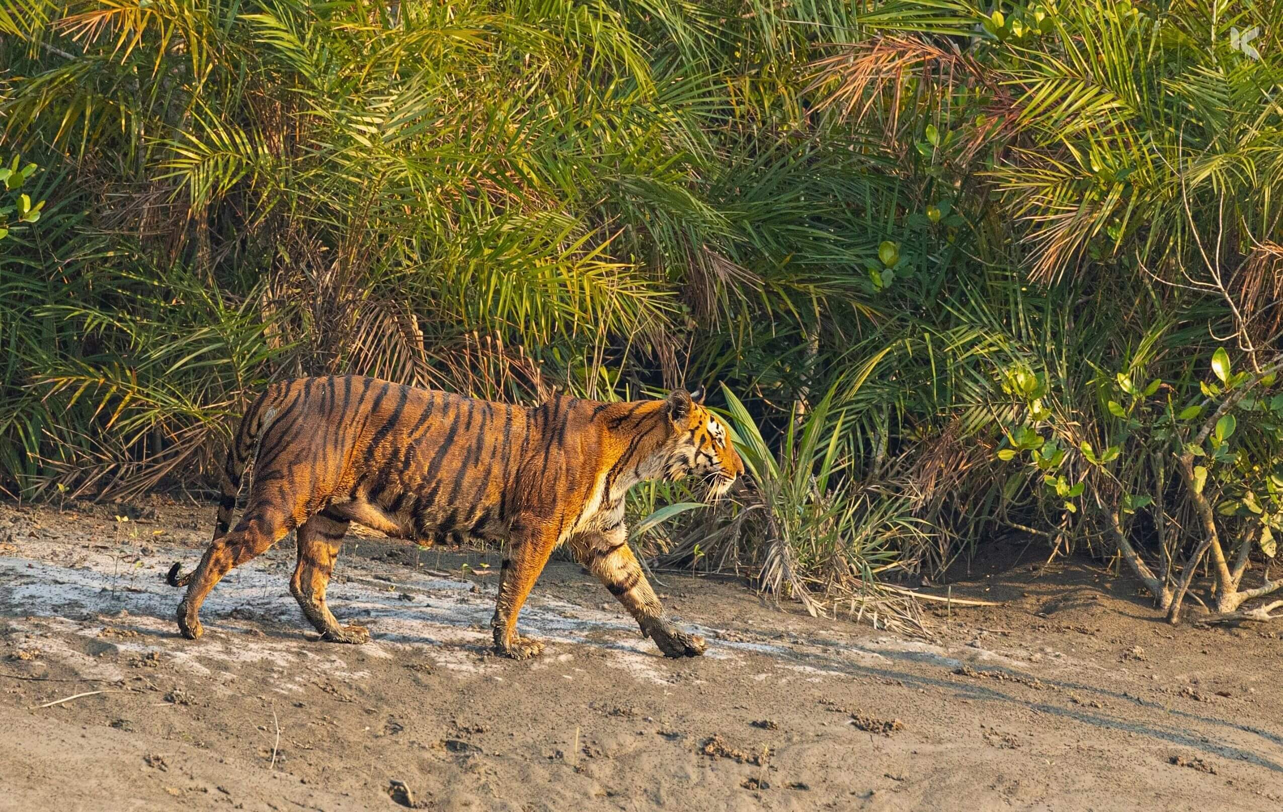 Sundarbans Travel Guide with Best Places to Visit - Kuhudak