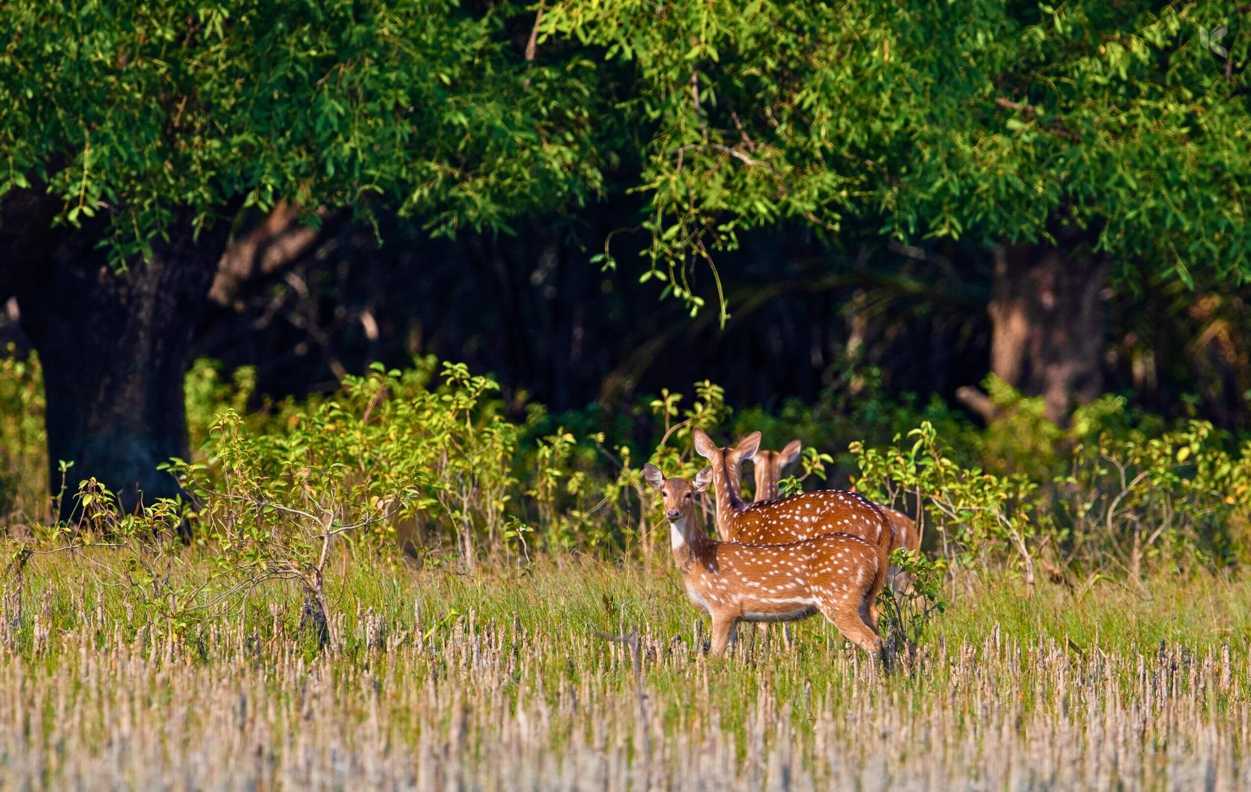Sundarbans Travel Guide with Best Places to Visit - Kuhudak