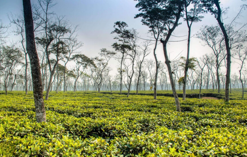 সিলেট জেলা - কুহুডাক